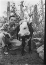 Age 11 years, 10 months, 4 days.
March 23, 1954.
Calf's name is Martha. The calf was one month and 1 day old. It was born on Washington's birthday so we named her Martha. The picture is taken at the Walston Place(owned by Red Williams at the time)