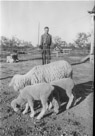 Aged 14 years, 11 months, 4 days.
April 23, 1957.
Tillie and her second set of twins. They were in a trap we had at the house in town.  Note dog at corner of the porch.