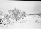 November 8 1955.
A snow and ice storm seen from the place in town.