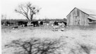 Aged 3 years, 7 months, 9 days.
December 28, 1945. 
At the Johnson Place. the barn and pens are on the right. Dad is in front of the barn. The cows belong to Roy Spinks. The turkeys also I suppose. The pet  lamb with me in Lamby.