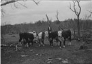 Aged 14 years, 9 months, 19 days.
March 10, 1957.
With my 5 calves. This picture was taken at the Spence place. Again these calves were the next step in creating a fund for me to go to college.