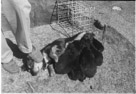 February 10, 1962.
Lexie and her pups. It is dad's foot. Puppies are sooo soft.