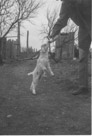 Aged 19 years, 9 months, 27 days.
March 18, 1962.
Feeding unnamed goat.  Seemed to always have a pet goat to attend to.