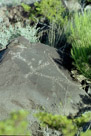 Three Rivers Pictograph Site (New Mexico)