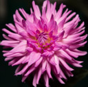 Dalias