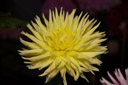 Dalias