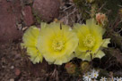 Flowers of Dinosaur National Monument