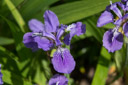 Irises
