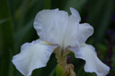 Irises