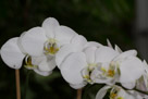 Orchids 