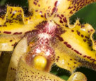 Orchids 