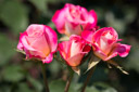  Roses 