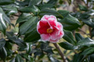 Spring Flowers 2020