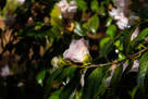 Spring Flowers 2020