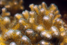 Corals in the National Zoo