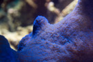Corals in the National Zoo