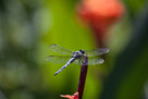 A Blue Dasher resting