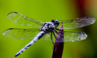 Detail of the Blue Dasher