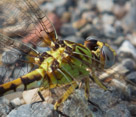 A Meadowhawk detail. Note the silver eyes. You can see the detail of the legs through the wings.