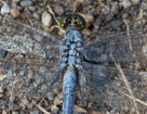 Blue Dasher detail