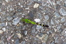 Eastern Pondhawk female