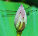 Bashful Dragon Fly