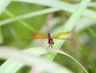 An Eastern Amberwing