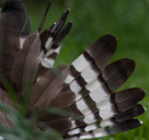 Again the Kori Bustard tail feathers showing the full spread.