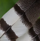 Detail of the Kori Bustard feather