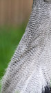 And again the Kori Bustard Neck feathers.