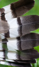 Kori Bustard tail feathers displayed in courtship.