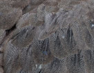 Kori Bustard back feathers.