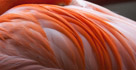 Another look at details of flamingo feathers.