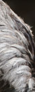 Rhea feather detail