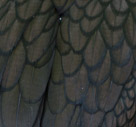 Double-crested Cormorant feather detail