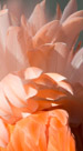 Flamingo feathers fluffed up in a display.