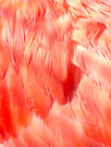 Scarlet Ibis feather detail