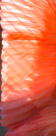 Scarlet Ibis feather detail