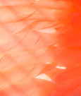 Scarlet Ibis feather detail with back lighting. I like transmitted light pictures.