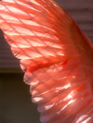 Another Scarlet Ibis feather detail with back lighting. I like transmitted light pictures.