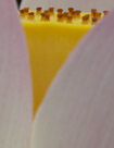 A close up of the lotus flower.