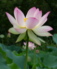 A beautiful lotus flower.