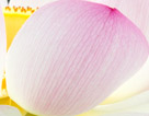 Detail of a lotus flower petal.