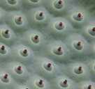 Close up of the green seed head of the lotus plant.