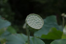 A green seed head fully formed.