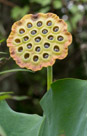 A mature lotus seed head with the seed ready to drop.