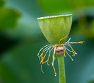 A seed head just after all the flower petals have dropped.