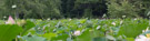 An overview of one of the lotus ponds showing the number of maturing seed heads.