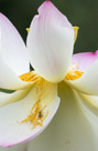 A mature lotus flower  starting to break up.