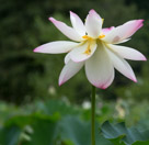 A mature flower with the petals starting to drop.